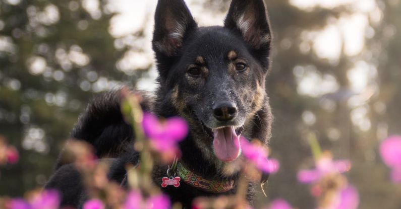 Loyalty Program - Photo of kai, a german shepherd in portland, oregon, usa